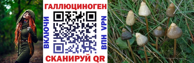 ОМГ ОМГ зеркало  цена   Щучье  Псилоцибиновые грибы Psilocybe 